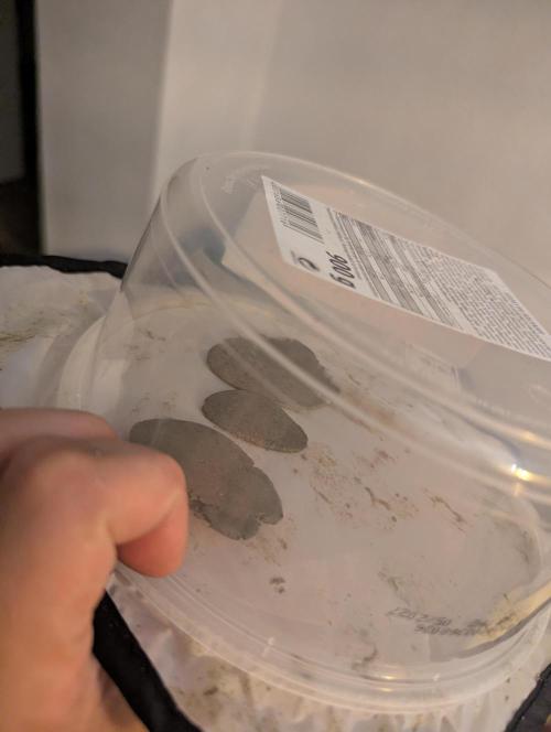 Bubble hash. Week 1