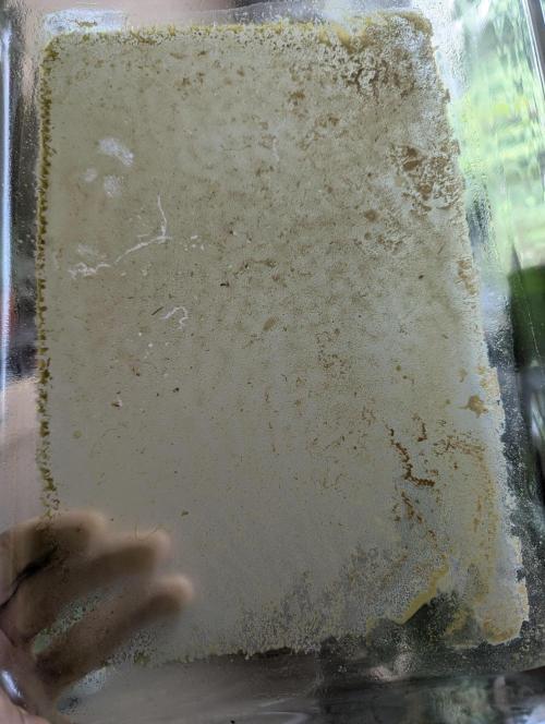 Bubble hash. Week 1 - Qwiso 
