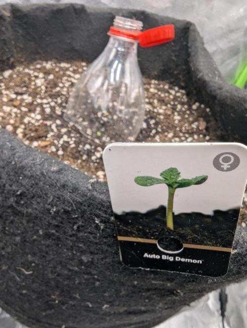👹Big Demon auto* Divine seeds. Week 0