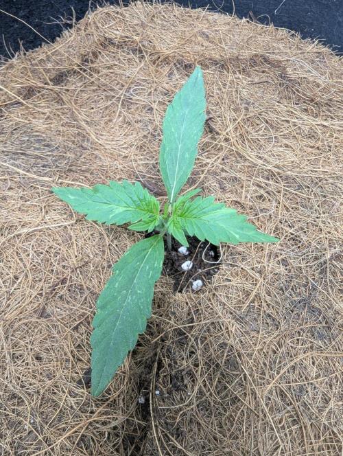 👹Big Demon auto* Divine seeds. Week 1