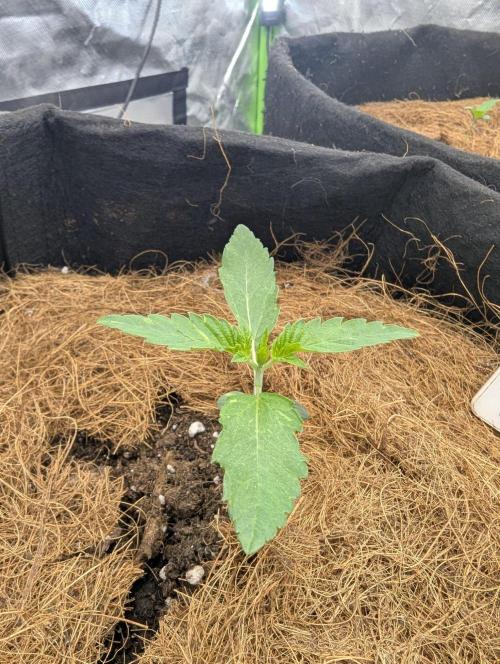 👑 Royal 🍭 Runtz auto RQS🦁. Week 1