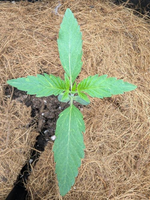 👑 Royal 🍭 Runtz auto RQS🦁. Week 1