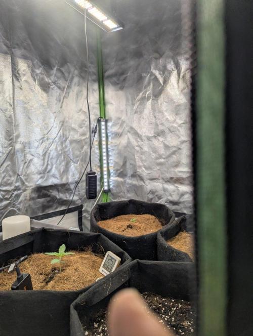 Royal Runtz Auto. Week 1