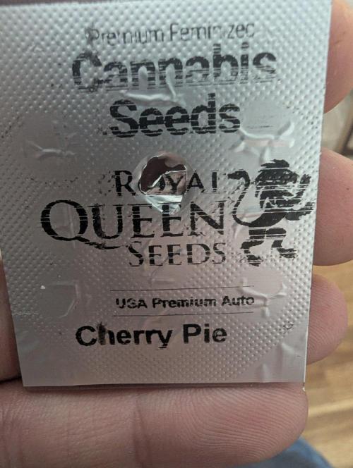 🍒Cherry 🥧Pie auto * RQS🦁. Week 0