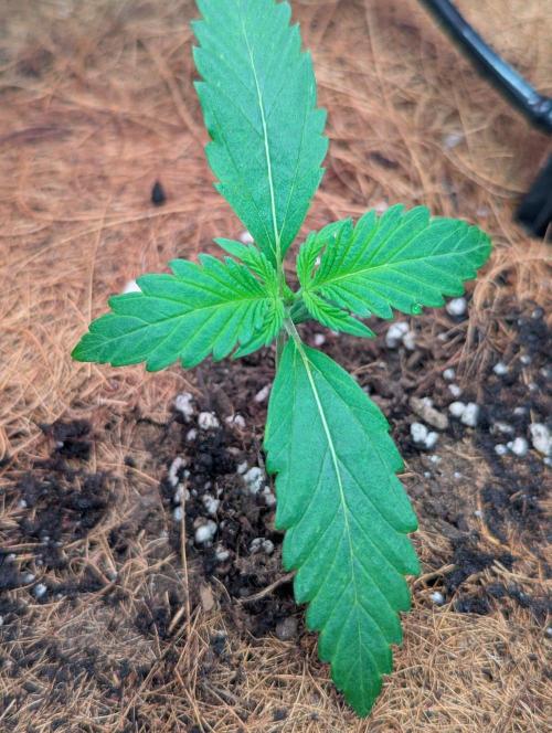 Auto Opium. Week 1
