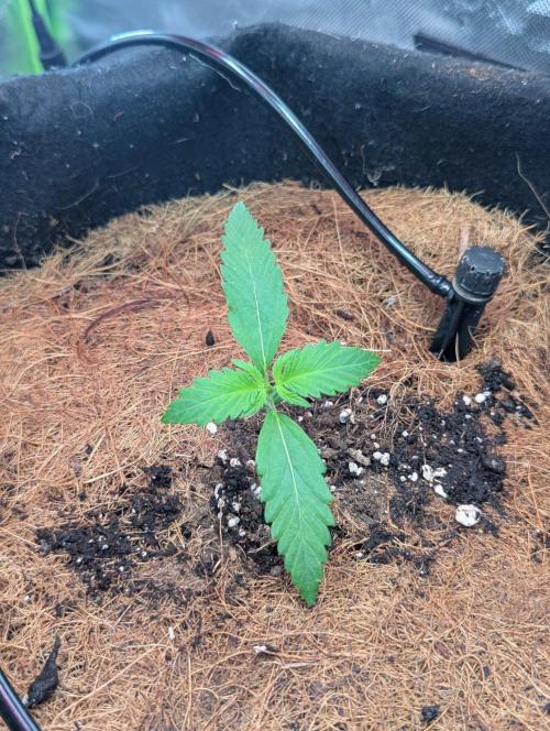 💣Opium Auto*Divine Seeds. Week 1