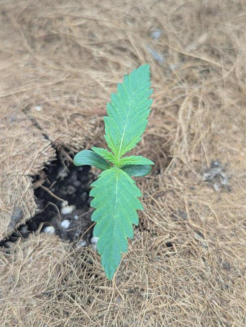 💣Opium Auto*Divine Seeds. Week 1