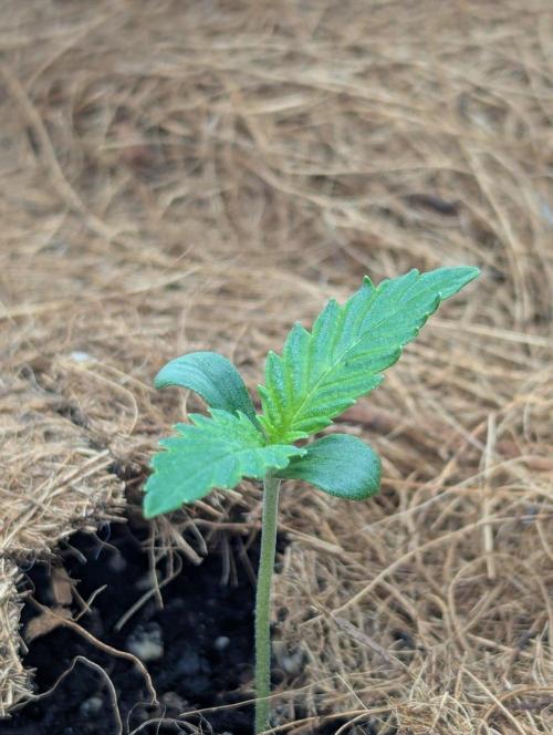 💣Opium Auto*Divine Seeds. Week 0