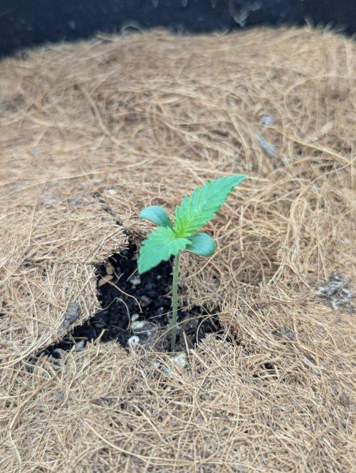 Auto Opium. Week 0