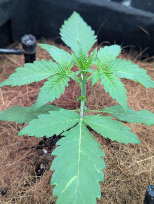 👑 Royal 🍭 Runtz auto RQS🦁. Week 2