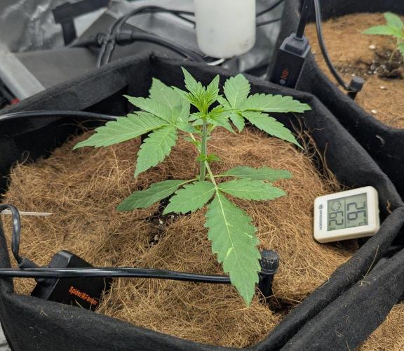 👑 Royal 🍭 Runtz auto RQS🦁. Week 2