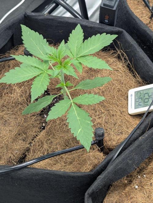 👑 Royal 🍭 Runtz auto RQS🦁. Week 2
