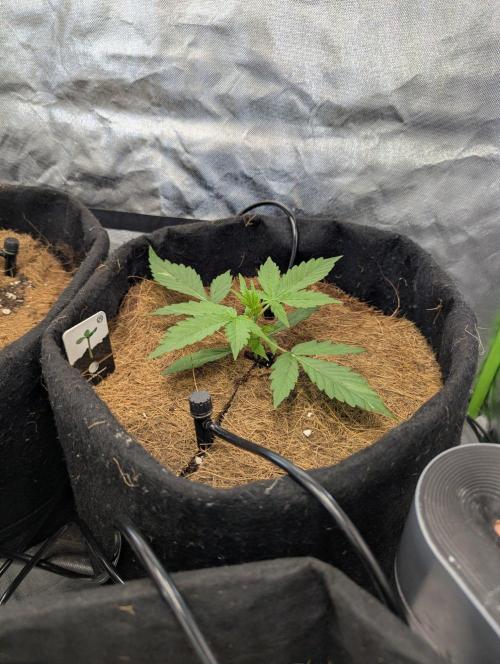 👹Big Demon auto* Divine seeds. Week 2