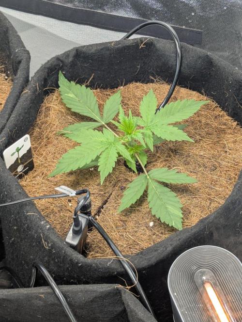 👹Big Demon auto* Divine seeds. Week 2