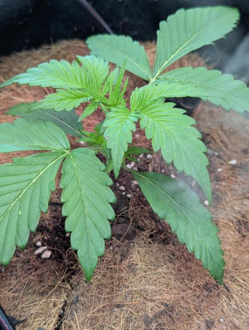 💣Opium Auto*Divine Seeds. Week 2