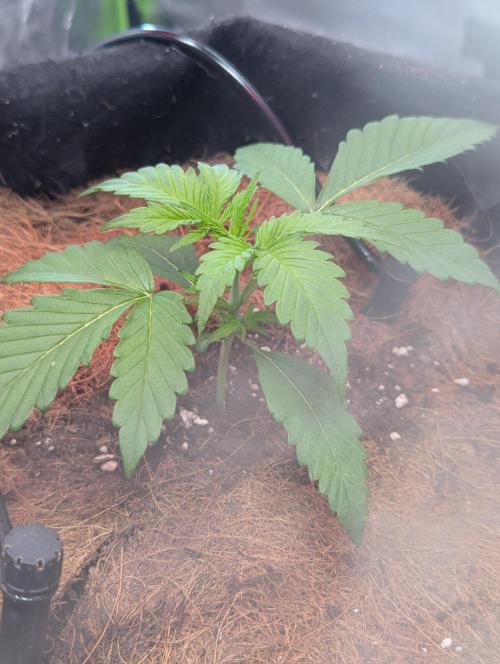 💣Opium Auto*Divine Seeds. Week 2