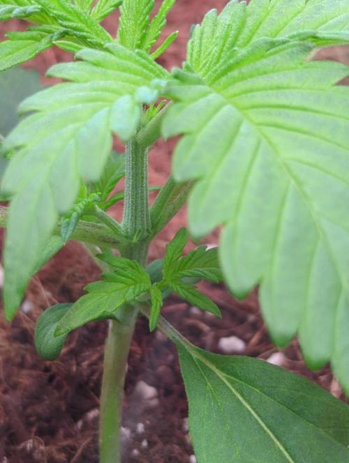 💣Opium Auto*Divine Seeds. Week 2
