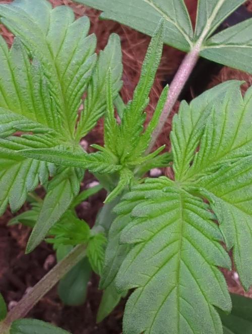 💣Opium Auto*Divine Seeds. Week 2