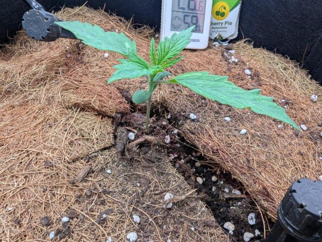 🍒Cherry 🥧Pie auto * RQS🦁. Week 1