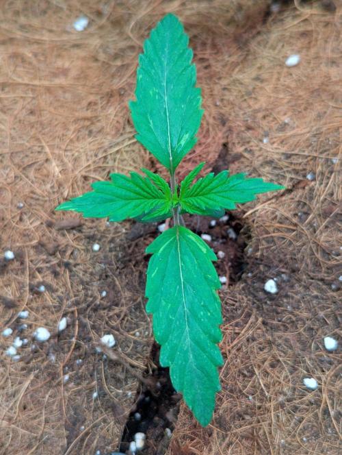 🍒Cherry 🥧Pie auto * RQS🦁. Week 1