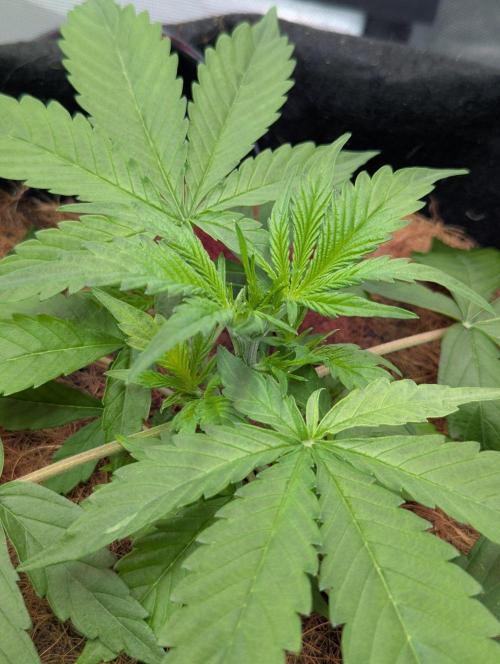 👹Big Demon auto* Divine seeds. Week 3