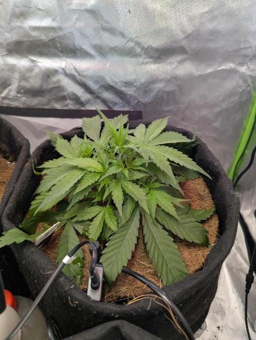 👹Big Demon auto* Divine seeds. Week 3