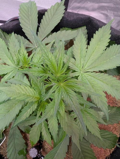 👹Big Demon auto* Divine seeds. Week 3