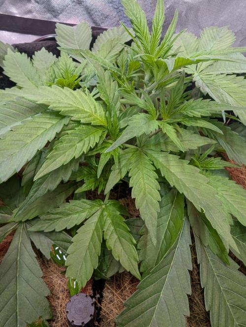 👹Big Demon auto* Divine seeds. Week 3