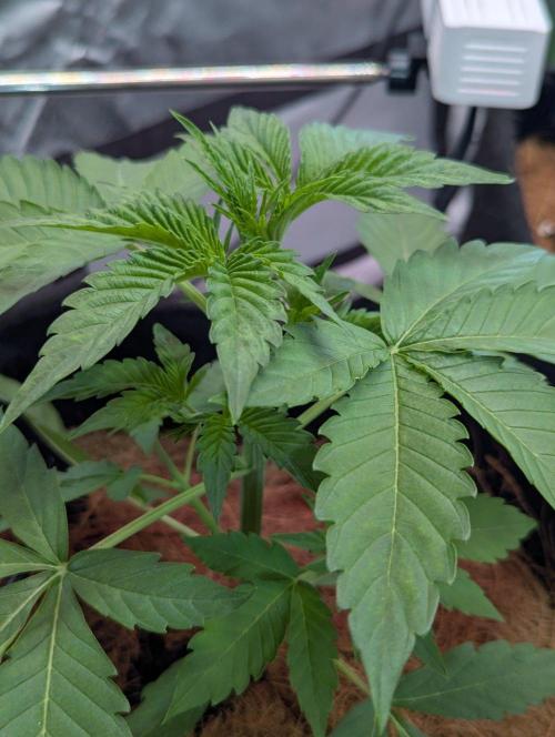 👑 Royal 🍭 Runtz auto RQS🦁. Week 3