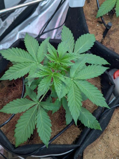 👑 Royal 🍭 Runtz auto RQS🦁. Week 3