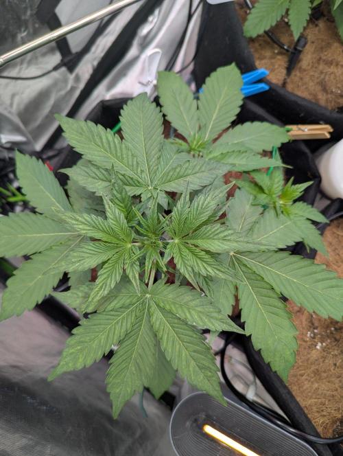 👑 Royal 🍭 Runtz auto RQS🦁. Week 3