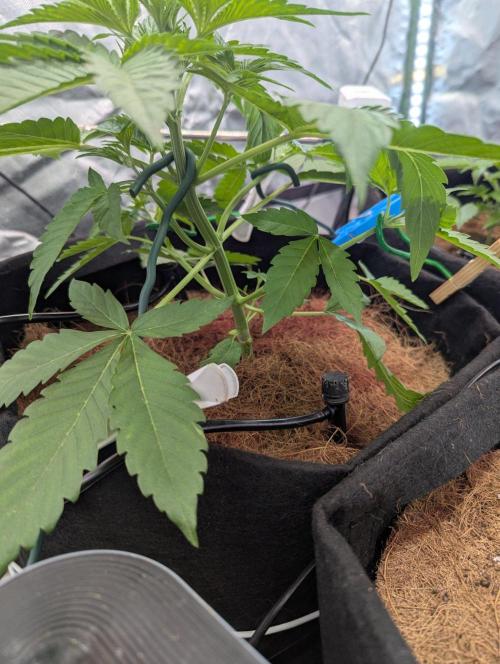 👑 Royal 🍭 Runtz auto RQS🦁. Week 3