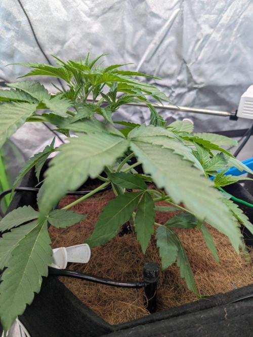 👑 Royal 🍭 Runtz auto RQS🦁. Week 3