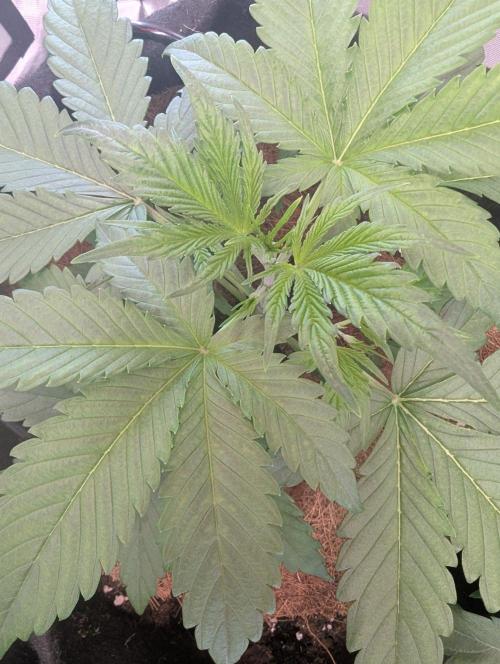 💣Opium Auto*Divine Seeds. Week 3