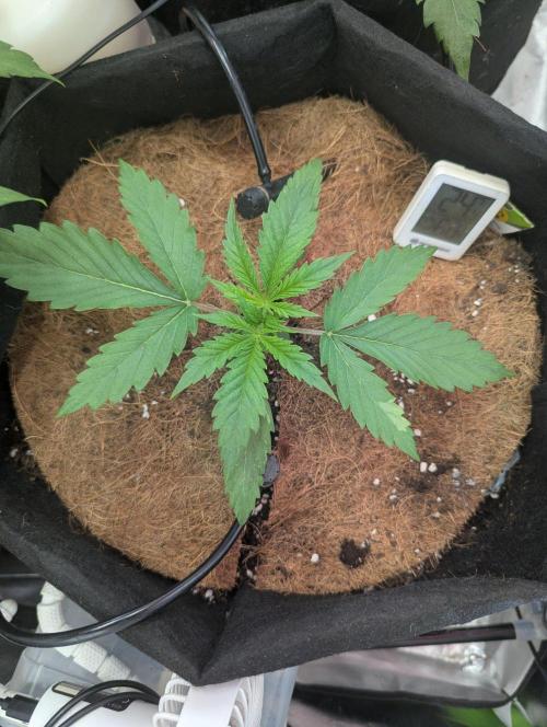 🍒Cherry 🥧Pie auto * RQS🦁. Week 2