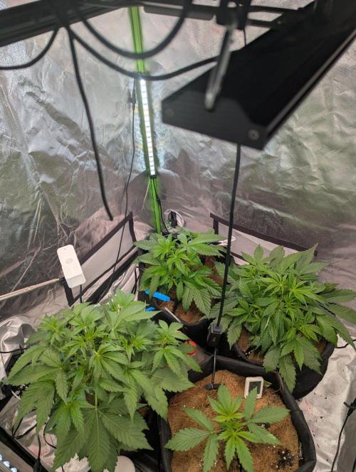 💣Opium Auto*Divine Seeds. Week 3