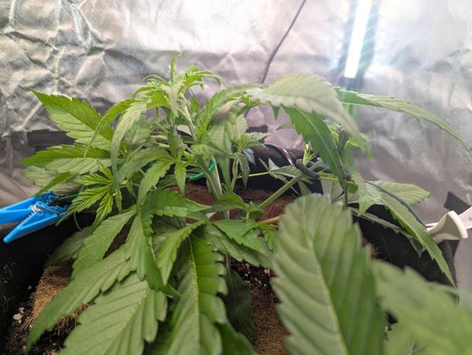 💣Opium Auto*Divine Seeds. Week 3