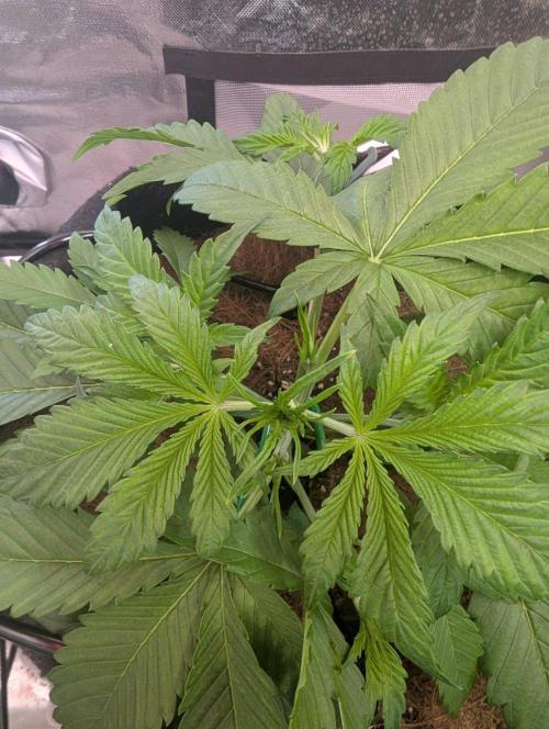 💣Opium Auto*Divine Seeds. Week 3