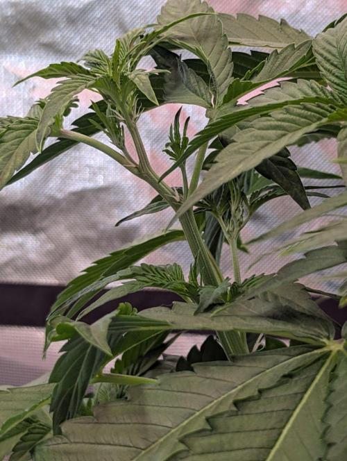 👑 Royal 🍭 Runtz auto RQS🦁. Week 4