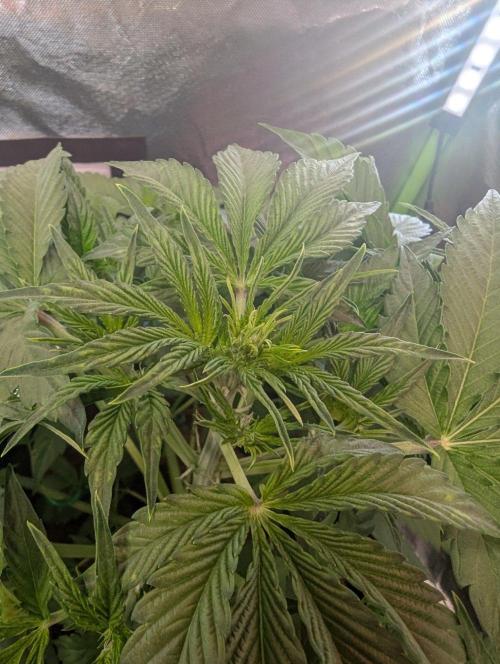 👑 Royal 🍭 Runtz auto RQS🦁. Week 4