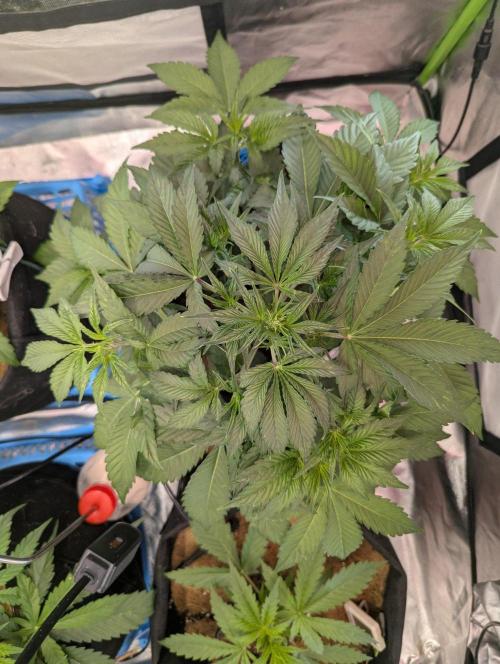 👑 Royal 🍭 Runtz auto RQS🦁. Week 4