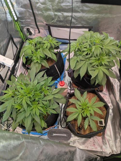 👑 Royal 🍭 Runtz auto RQS🦁. Week 4