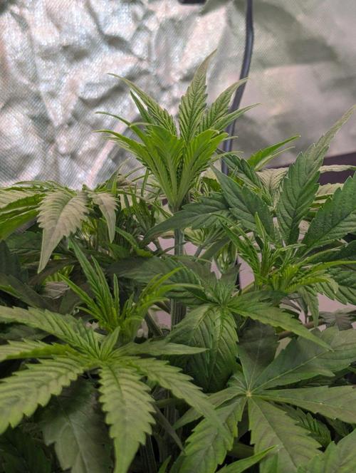 👹Big Demon auto* Divine seeds. Week 4