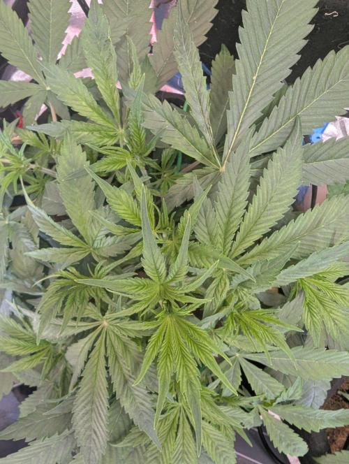 👹Big Demon auto* Divine seeds. Week 4