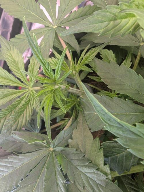 👹Big Demon auto* Divine seeds. Week 4