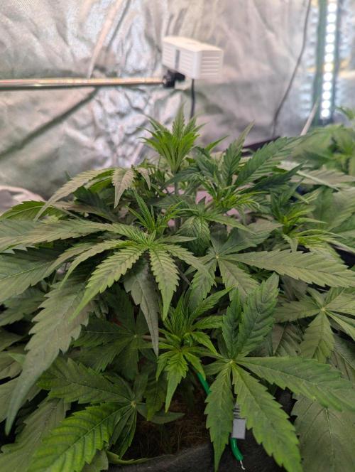 👹Big Demon auto* Divine seeds. Week 4