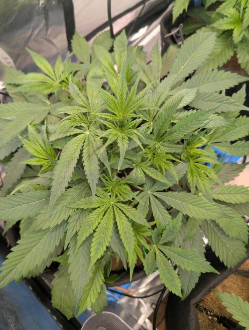 👹Big Demon auto* Divine seeds. Week 4