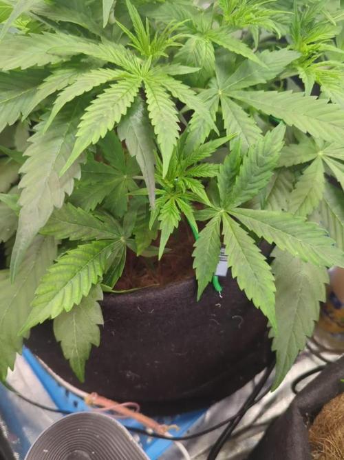 👹Big Demon auto* Divine seeds