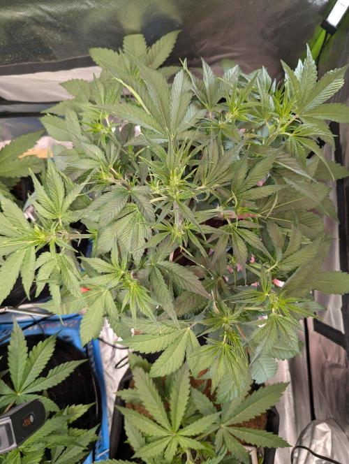 RQS🦁Royal🍭Runtz. Week 4
