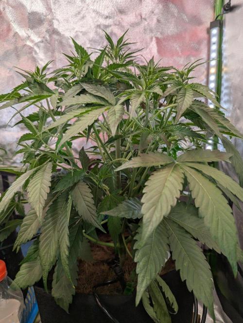 RQS🦁Royal🍭Runtz. Week 4